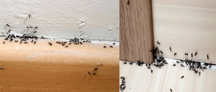 Emergency Ant Control Services